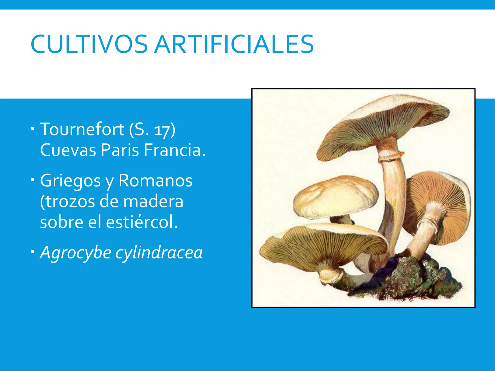 CULTIVOS ARTIFICIALES
 Tournefort (S. 17)
Cuevas Paris Francia.
 Griegos y Romanos
(trozos de madera
sobre el estiércol.
 Agrocybe cylindracea
 
