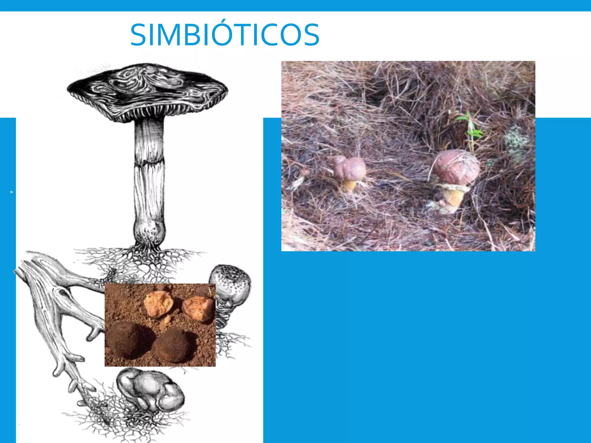 SIMBIÓTICOS
 