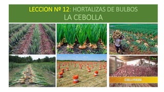 LECCION Nº 12: HORTALIZAS DE BULBOS
LA CEBOLLA
 