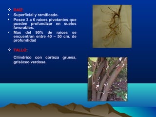  RAÍZ:
 Superficial y ramificado.
 Posee 3 a 6 raíces pivotantes que
pueden profundizar en suelos
favorables.
• Mas del 90% de raíces se
encuentran entre 40 – 50 cm. de
profundidad
 TALLO:
Cilíndrico con corteza gruesa,
grisáceo verdosa.
 