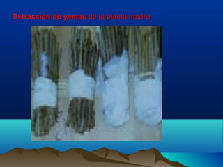 Extracción de yemasExtracción de yemas de la planta madre.de la planta madre.
 