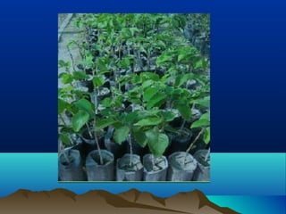 Cultivo de la chirimoya