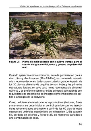 Cultivo del algodon en zonas de vega del rio orinoco y sus afluentes by navarro et al