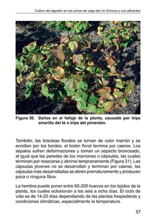 Cultivo del algodon en zonas de vega del rio orinoco y sus afluentes by navarro et al