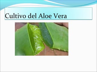 Cultivo del Aloe Vera
 