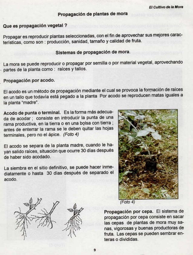 MANUAL CULTIVO ZARZAMORA EBOOK MANUAL CULTIVO ZARZAMORA EBOOK