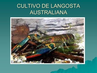 CULTIVO DE LANGOSTA
AUSTRALIANA
 
