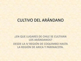 CULTIVO DEL ARÁNDANO ¿EN QUE LUGARES DE CHILE SE CULTIVAN LOS ARÁNDANOS? DESDE LA IV REGIÓN DE COQUIMBO HASTA LA REGIÓN DE ARICA Y PARINACOTA. 