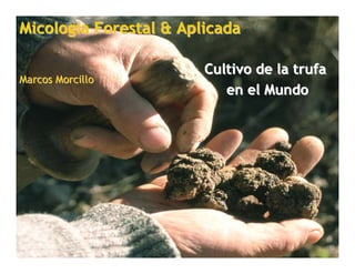 Micologia Forestal & Aplicada

                        Cultivo de la trufa
Marcos Morcillo
                           en el Mundo
 