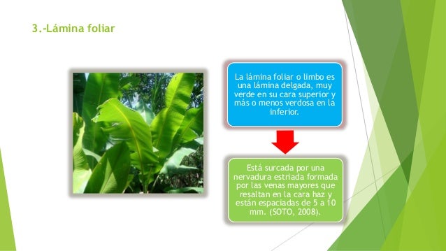 3.-Lámina foliar La lámina foliar o limbo es una lámina delgada, muy verde en su cara superior y más o menos verdosa en la...