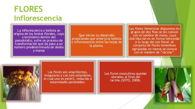 FLORES Inflorescencia La inflorescencia o bellota se origina de los brotes florales, cuyo crecimiento dentro del pseudotal...