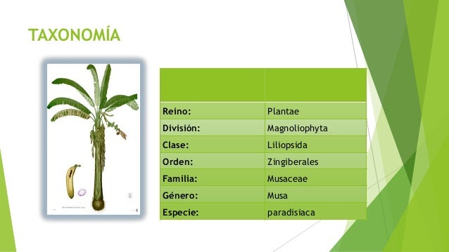 TAXONOMÃA Reino: Plantae División: Magnoliophyta Clase: Liliopsida Orden: Zingiberales Familia: Musaceae Género: Musa Espe...