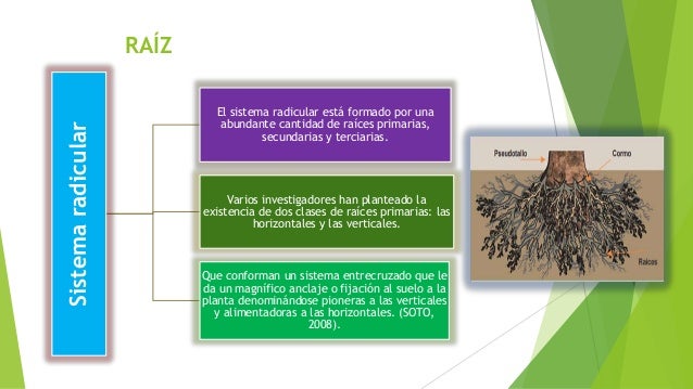 RAÃZ Sistemaradicular El sistema radicular está formado por una abundante cantidad de raÃces primarias, secundarias y terc...