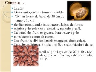 Cultivo del cacao