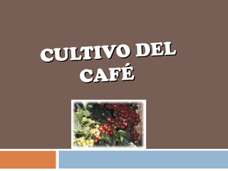 IVO DEL
CULT
CAFÉ

 