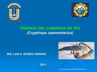 CRIANZA DEL CAMARON DE RIO
(Cryphiops caementarius)

ING. LUIS A. RIVERA CHIPANA

2011
consultorespesqueros4093@hotmail.com

1

 