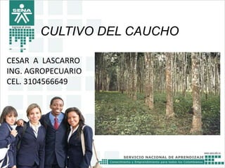 Ingrese el área

CULTIVO DEL CAUCHO

CESAR A LASCARRO
ING. AGROPECUARIO
CEL. 3104566649

 