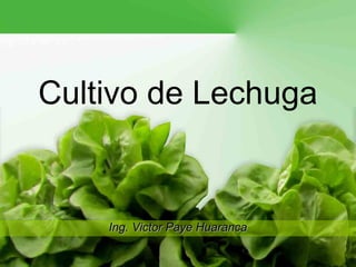 Cultivo de Lechuga


    Ing. Victor Paye Huaranca
                                1
 