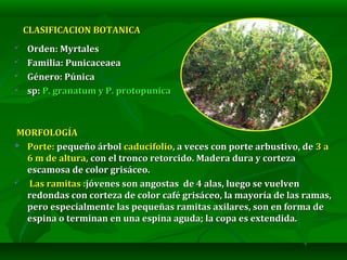 CLASIFICACION BOTANICACLASIFICACION BOTANICA
 Orden: MyrtalesOrden: Myrtales
 Familia: PunicaceaeaFamilia: Punicaceaea
...