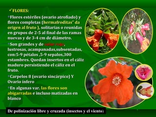 FLORES:FLORES:
Flores estériles (ovario atrofiado) yFlores estériles (ovario atrofiado) y
flores completas (flores compl...