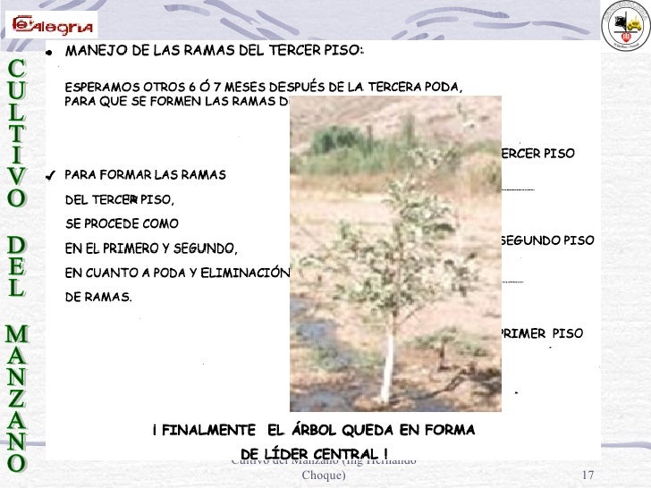 Cultivo de Manzano