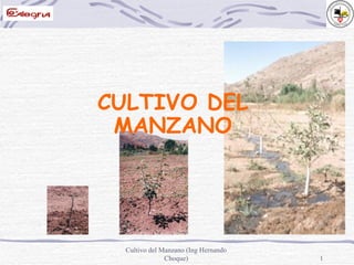 Cultivo del Manzano (Ing Hernando Choque) CULTIVO DEL MANZANO 