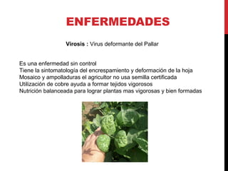Cultivo del Pallar - Phaseolus lunatus 2015