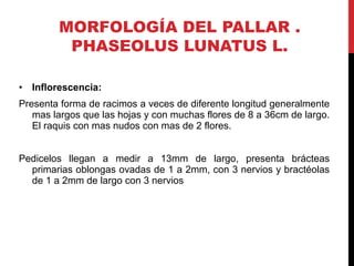 Cultivo del Pallar - Phaseolus lunatus 2015