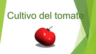 Cultivo del tomate
 