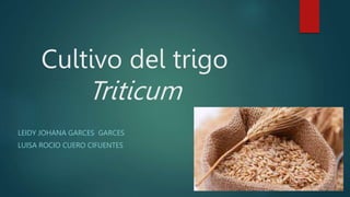 Cultivo del trigo
Triticum
LEIDY JOHANA GARCES GARCES
LUISA ROCIO CUERO CIFUENTES
 