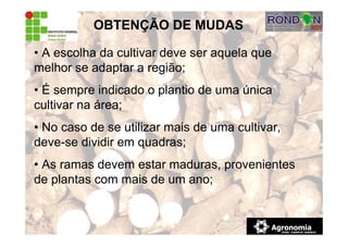 • A escolha da cultivar deve ser aquela que
melhor se adaptar a região;
• É sempre indicado o plantio de uma única
cultivar na área;
• No caso de se utilizar mais de uma cultivar,
deve-se dividir em quadras;
• As ramas devem estar maduras, provenientes
de plantas com mais de um ano;
OBTENÇÃO DE MUDAS
 