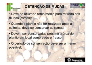 • Deve-se utilizar o terço médio para retirada das
mudas (ramas);
• Quando o plantio não for realizado após a
colheita, deve-se conservar as ramas;
• Devem ser conservadas próximo a área de
plantio em local sombreado e fresco;
• O período de conservação deve ser o menor
possível;
OBTENÇÃO DE MUDAS
 