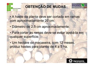 • A haste da planta deve ser cortada em ramas
com aproximadamente 20 cm;
• Diâmetro de 2,5 cm aproximadamente;
• Para cortar as ramas deve-se evitar apoiá-la em
qualquer superfície;
• Um hectare de macaxeira, com 12 meses,
produz hastes para plantio de 4 a 5 ha.
OBTENÇÃO DE MUDAS
 