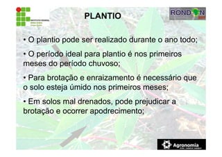PLANTIO
• O plantio pode ser realizado durante o ano todo;
• O período ideal para plantio é nos primeiros
meses do período chuvoso;
• Para brotação e enraizamento é necessário que
o solo esteja úmido nos primeiros meses;
• Em solos mal drenados, pode prejudicar a
brotação e ocorrer apodrecimento;
 