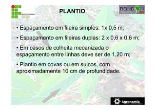 PLANTIO
• Espaçamento em fileira simples: 1x 0,5 m;
• Espaçamento em fileiras duplas: 2 x 0,6 x 0,6 m;
• Em casos de colheita mecanizada o
espaçamento entre linhas deve ser de 1,20 m;
• Plantio em covas ou em sulcos, com
aproximadamente 10 cm de profundidade.
 