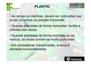PLANTIO
• As ramas ou manivas, devem ser colocadas nas
covas ou sulcos na posição horizontal;
• Quando plantadas de forma horizontal, facilita a
colheita das raizes;
• Quando plantadas de forma inclinada ou na
vertical, as raízes tornam-se muito profundas;
• Em plantadeiras mecanizadas, a rama é
plantada horizontalmente;
 