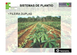 SISTEMAS DE PLANTIO
• FILEIRA DUPLAS
 