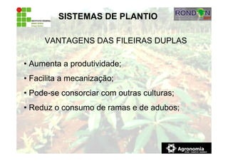SISTEMAS DE PLANTIO
VANTAGENS DAS FILEIRAS DUPLAS
• Aumenta a produtividade;
• Facilita a mecanização;
• Pode-se consorciar com outras culturas;
• Reduz o consumo de ramas e de adubos;
 