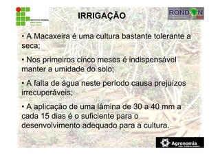 IRRIGAÇÃO
• A Macaxeira é uma cultura bastante tolerante a
seca;
• Nos primeiros cinco meses é indispensável
manter a umidade do solo;
• A falta de água neste período causa prejuízos
irrecuperáveis;
• A aplicação de uma lâmina de 30 a 40 mm a
cada 15 dias é o suficiente para o
desenvolvimento adequado para a cultura.
 