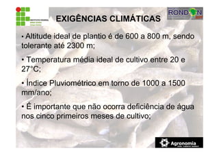 EXIGÊNCIAS CLIMÁTICAS
• Altitude ideal de plantio é de 600 a 800 m, sendo
tolerante até 2300 m;
• Temperatura média ideal de cultivo entre 20 e
27°C;
• Índice Pluviométrico em torno de 1000 a 1500
mm/ano;
• É importante que não ocorra deficiência de água
nos cinco primeiros meses de cultivo;
 