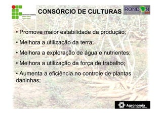 CONSÓRCIO DE CULTURAS
• Promove maior estabilidade da produção;
• Melhora a utilização da terra;
• Melhora a exploração de água e nutrientes;
• Melhora a utilização da força de trabalho;
• Aumenta a eficiência no controle de plantas
daninhas;
 
