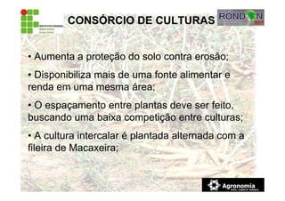 CONSÓRCIO DE CULTURAS
• Aumenta a proteção do solo contra erosão;
• Disponibiliza mais de uma fonte alimentar e
renda em uma mesma área;
• O espaçamento entre plantas deve ser feito,
buscando uma baixa competição entre culturas;
• A cultura intercalar é plantada alternada com a
fileira de Macaxeira;
 