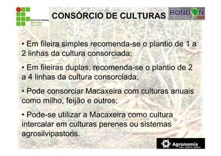 CONSÓRCIO DE CULTURAS
• Em fileira simples recomenda-se o plantio de 1 a
2 linhas da cultura consorciada;
• Em fileiras duplas, recomenda-se o plantio de 2
a 4 linhas da cultura consorciada;
• Pode consorciar Macaxeira com culturas anuais
como milho, feijão e outros;
• Pode-se utilizar a Macaxeira como cultura
intercalar em culturas perenes ou sistemas
agrosilvipastoris.
 