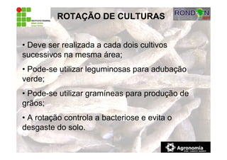 ROTAÇÃO DE CULTURAS
• Deve ser realizada a cada dois cultivos
sucessivos na mesma área;
• Pode-se utilizar leguminosas para adubação
verde;
• Pode-se utilizar gramíneas para produção de
grãos;
• A rotação controla a bacteriose e evita o
desgaste do solo.
 