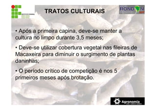 TRATOS CULTURAIS
• Após a primeira capina, deve-se manter a
cultura no limpo durante 3,5 meses;
• Deve-se utilizar cobertura vegetal nas fileiras de
Macaxeira para diminuir o surgimento de plantas
daninhas;
• O período crítico de competição é nos 5
primeiros meses após brotação.
 