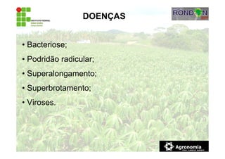 DOENÇAS
• Bacteriose;
• Podridão radicular;
• Superalongamento;
• Superbrotamento;
• Viroses.
 