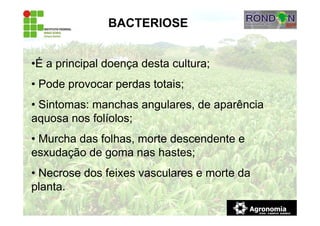 BACTERIOSE
•É a principal doença desta cultura;
• Pode provocar perdas totais;
• Sintomas: manchas angulares, de aparência
aquosa nos folíolos;
• Murcha das folhas, morte descendente e
esxudação de goma nas hastes;
• Necrose dos feixes vasculares e morte da
planta.
 