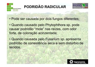PODRIDÃO RADICULAR
• Pode ser causada por dois fungos diferentes;
• Quando causado pelo Phytophthora sp. pode
causar podridão “mole” nas raízes, com odor
forte, de coloração acinzentada;
• Quando causada pelo Fusarium sp. apresenta
podridão de consistência seca e sem distúrbio de
tecidos.
 