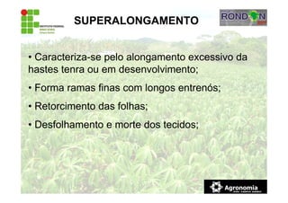 • Caracteriza-se pelo alongamento excessivo da
hastes tenra ou em desenvolvimento;
• Forma ramas finas com longos entrenós;
• Retorcimento das folhas;
• Desfolhamento e morte dos tecidos;
SUPERALONGAMENTO
 