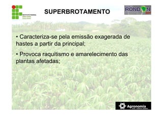 SUPERBROTAMENTO
• Caracteriza-se pela emissão exagerada de
hastes a partir da principal;
• Provoca raquitismo e amarelecimento das
plantas afetadas;
 